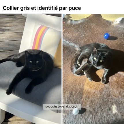 Photo 1/1 Mako Chat perdu à Strasbourg