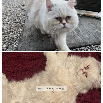 Photo de chat trouvé à Blaringhem