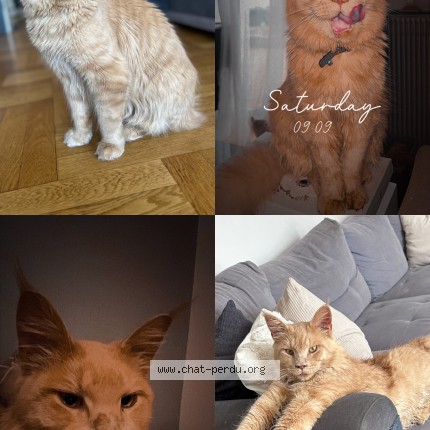 Photo 1/1 simba Chat perdu à Saint leonard de noblat