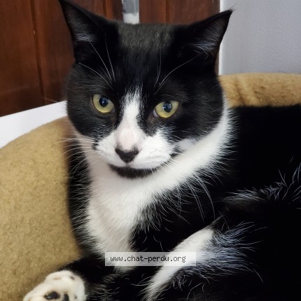 Photo 1/1 Deano Chat perdu à Umpeau