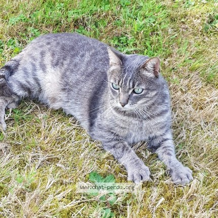Photo 1/1 Grisou Chat perdu à Pedernec