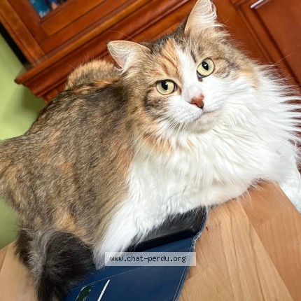 Photo 1/1 Chat retrouvé Perdu à Maurecourt