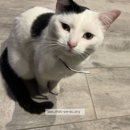 Photo 1/1 Chat retrouvé Perdu à La ravoire