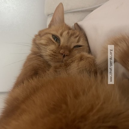 Photo 1/1 Chat retrouvé Perdu à Bordeaux