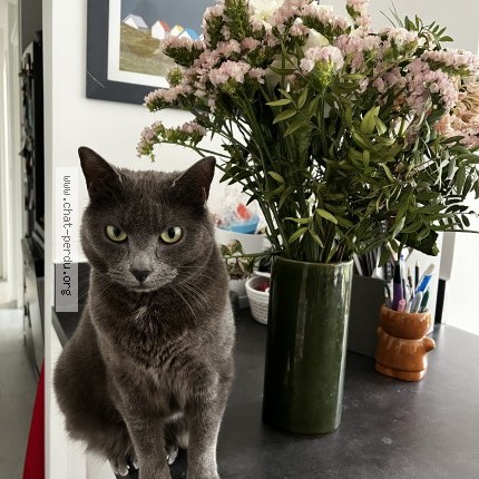 Photo de chat perdu à Verrieres Le Buisson