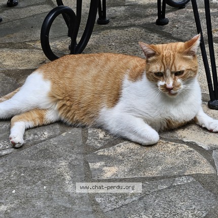 Photo 1/1 Chat trouvé Trouvé à Carrieres sur seine