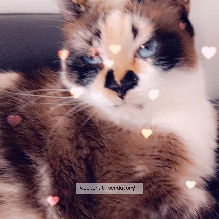 Photo de chat perdu à Brest