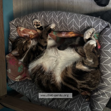 Photo 1/1 Chat retrouvé Perdu à Guerbigny