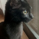 kai