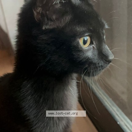Photo 1/1 kai Chat perdu à Markham