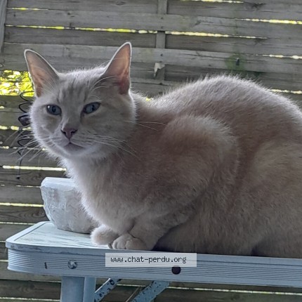 Photo 1/1 Chat trouvé Trouvé à Villenave d ornon