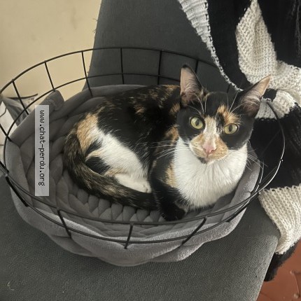 Photo de chat perdu à Montpellier