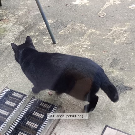 Photo de chat perdu à Montsauce Les Settons