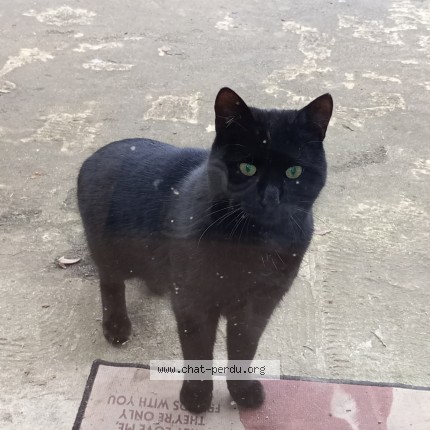 Photo 2/2 poeleke Chat perdu à Montsauce les settons