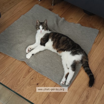 Photo de chat perdu à Saint Maur Des Fosses