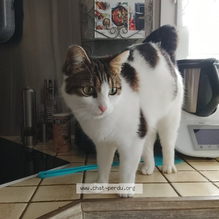 Photo 1/1 Nana Chat perdu à Mont pres chambord