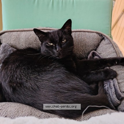 Photo de chat perdu à Aixe Sur Vienne