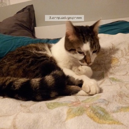 Photo 1/1 Chat retrouvé Perdu à Aniane