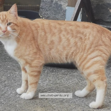 Photo de chat trouvé à Ganties