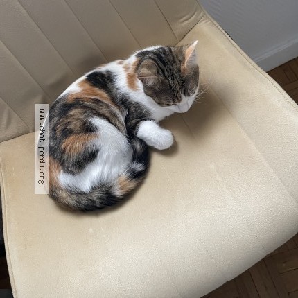 Photo de chat perdu à Grigny