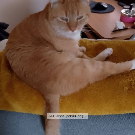 Photo 1/1 Chat retrouvé Perdu à Hennebont