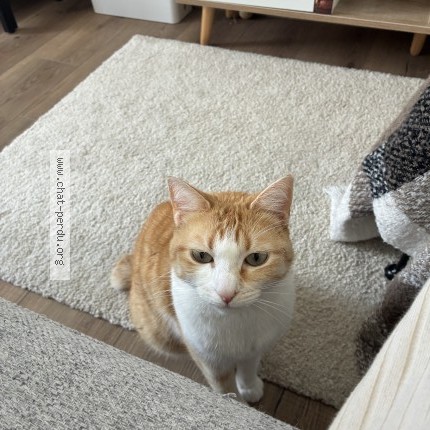 Photo de chat perdu à Puceul