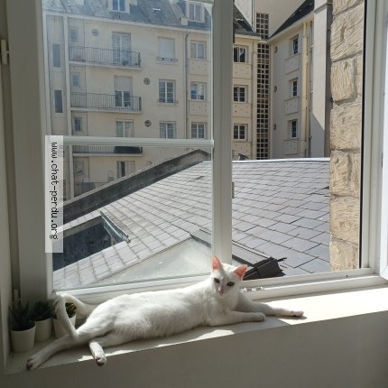 Photo 1/1 Chat retrouvé Perdu à Caen