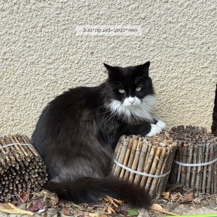 Photo 1/1 milka Chat perdu à Saint loubes