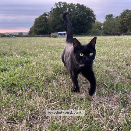 Photo de chat perdu à Pougues Les Eaux
