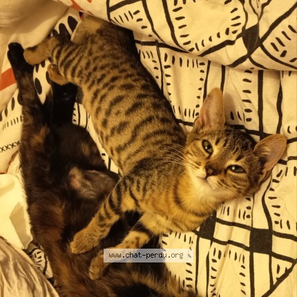 Photo de chat perdu à Nancy