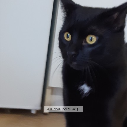 Photo de chat perdu à Jazeneuil