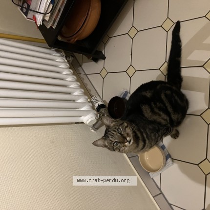 Photo 1/1 Chat retrouvé Perdu à Luxembourg