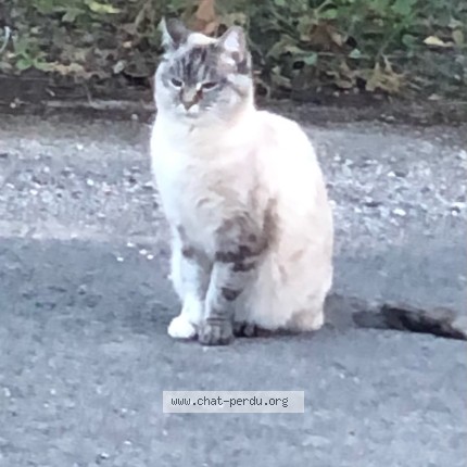 Photo de chat perdu à Castries