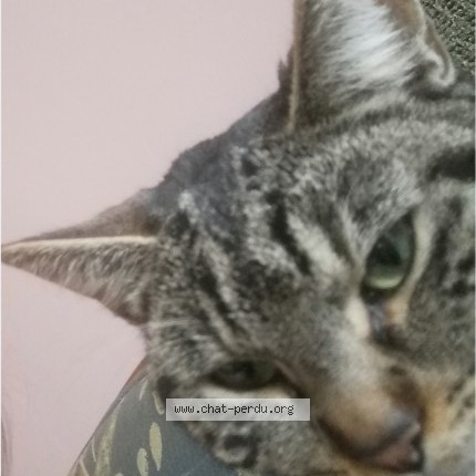 Photo 1/4 LUNA Chat perdu à Tourcoing