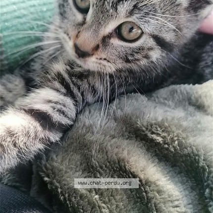 Photo 2/4 LUNA Chat perdu à Tourcoing