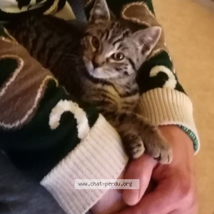 Photo 3/4 LUNA Chat perdu à Tourcoing