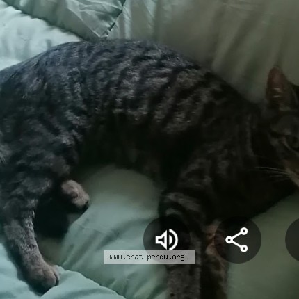 Photo 4/4 LUNA Chat perdu à Tourcoing