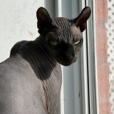 madame