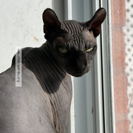 Photo 1/1 madame Chat perdu à Saint Hyacinthe