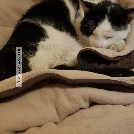 Photo 1/1 Chat trouvé Trouvé à Juvisy sur orge