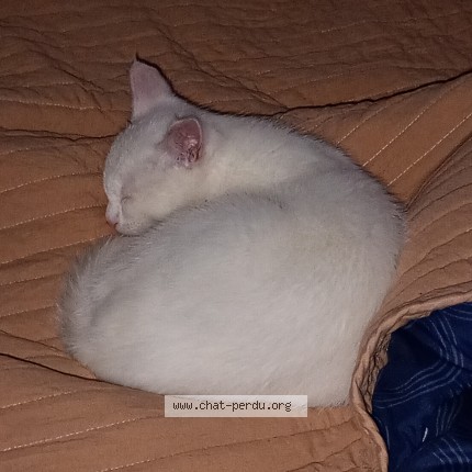 Photo 1/1 Hermès Chat perdu à Salon de provence