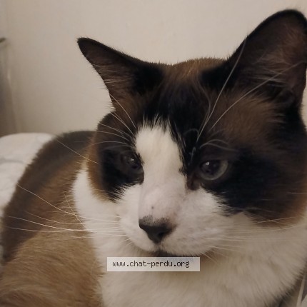 Photo 1/1 cheesecake Chat perdu à Chaumont en vexin