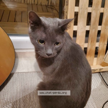 Photo 1/1 Chat trouvé Trouvé à Paris