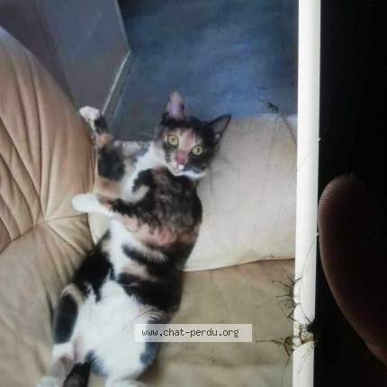 Photo 1/1 Chat retrouvé Perdu à Dieppe