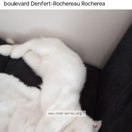 Photo 1/1 Chat retrouvé Perdu à Salon de provence