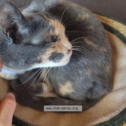 Photo 1/1 Jasmine Chat perdu à Besancon