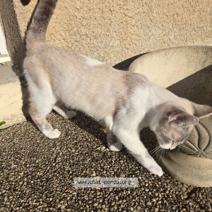 Photo 1/1 Altesse Chat perdu à Quimper