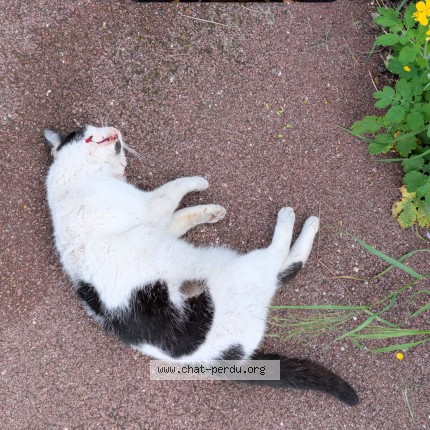 Photo 1/1 Chat trouvé Trouvé à Le blanc mesnil