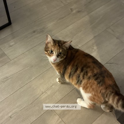 Photo de chat perdu à Bailly