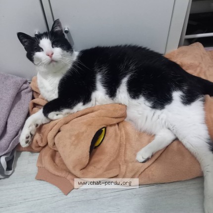 Photo 1/1 Félix Chat perdu à Vandoeuvre les nancy